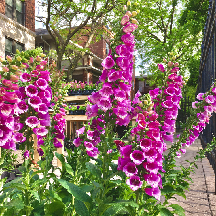 Garden Center