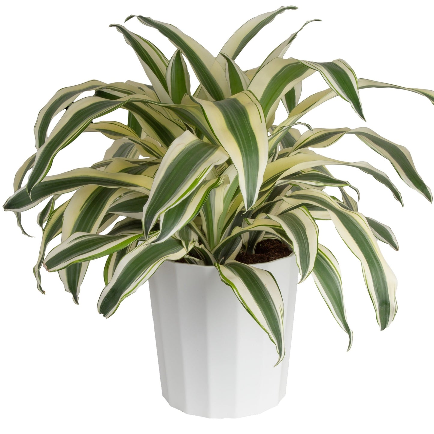 Dracaena - White Aspen