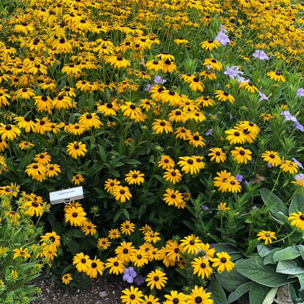 Rudbeckia