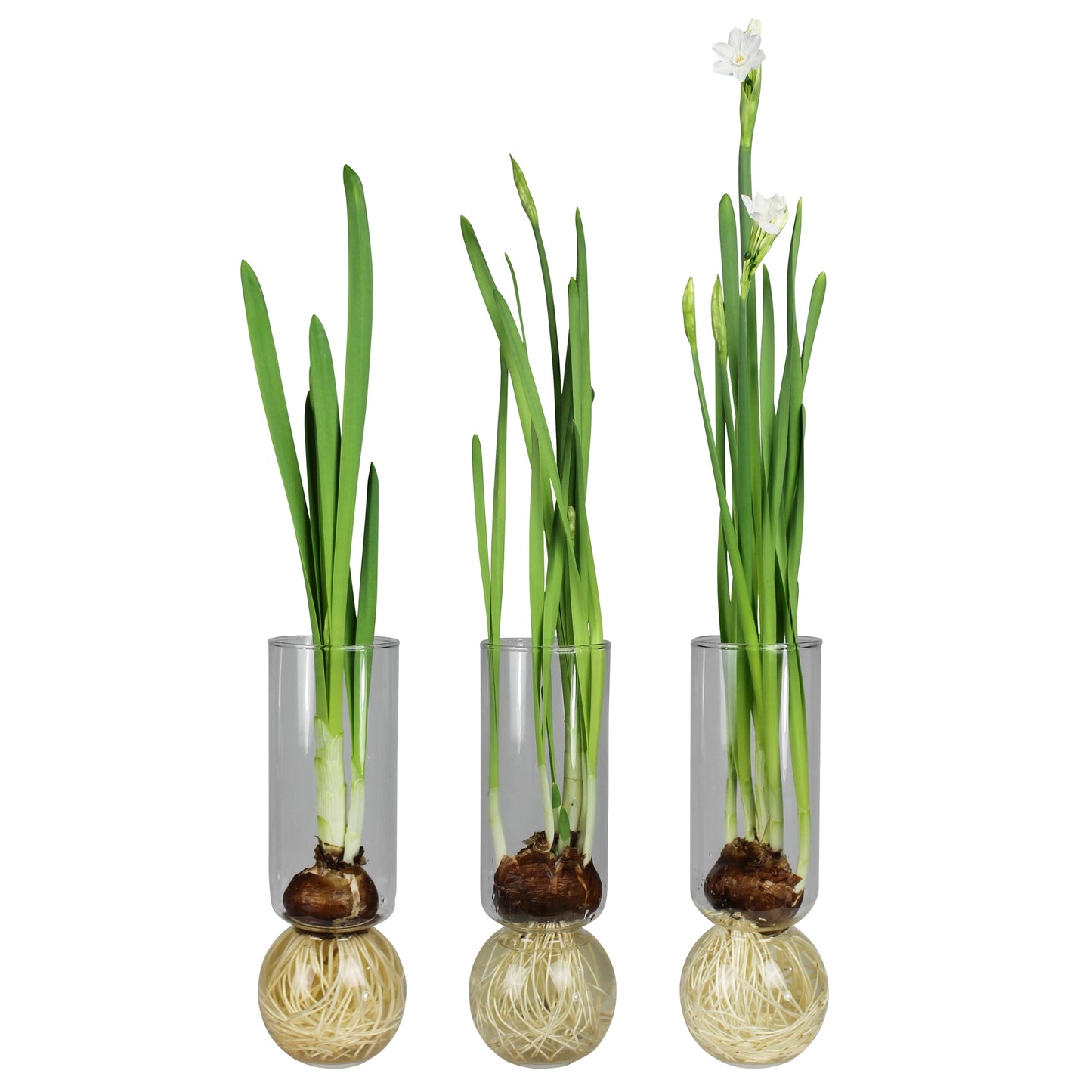 Bulb Vase