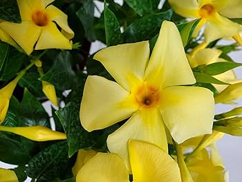 Dipladenia