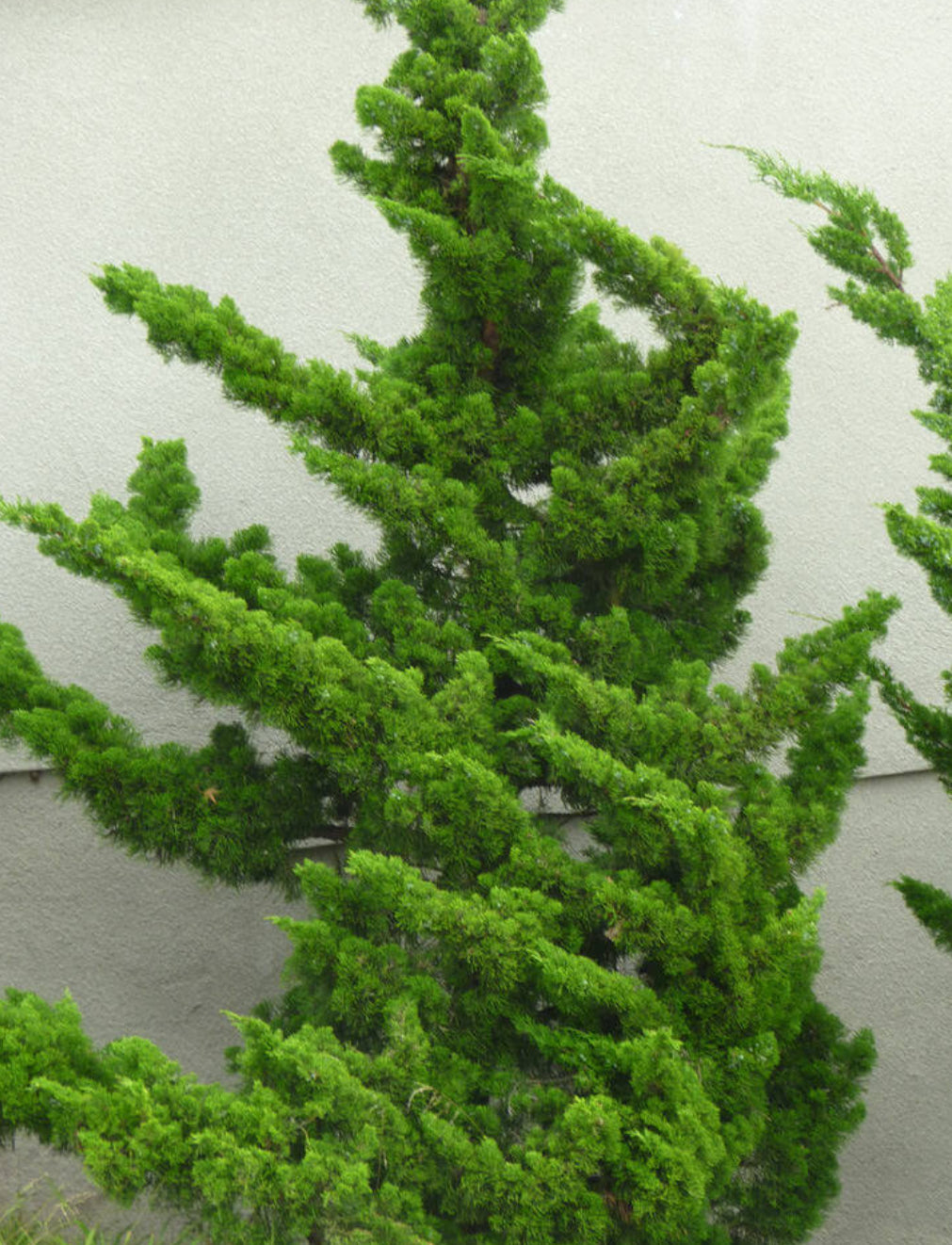 Juniperus chinensis 'Torulosa'