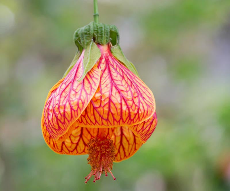 Abutilon - Chinese Lantern