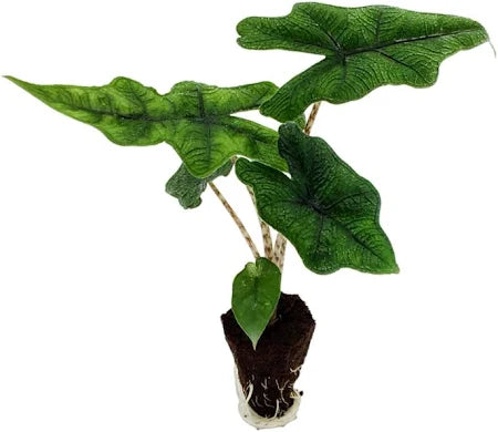 Alocasia / Jacklyn
