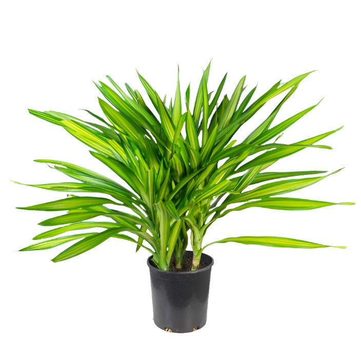 dracaena tip Dracaena / Randy Tip – TERRACE