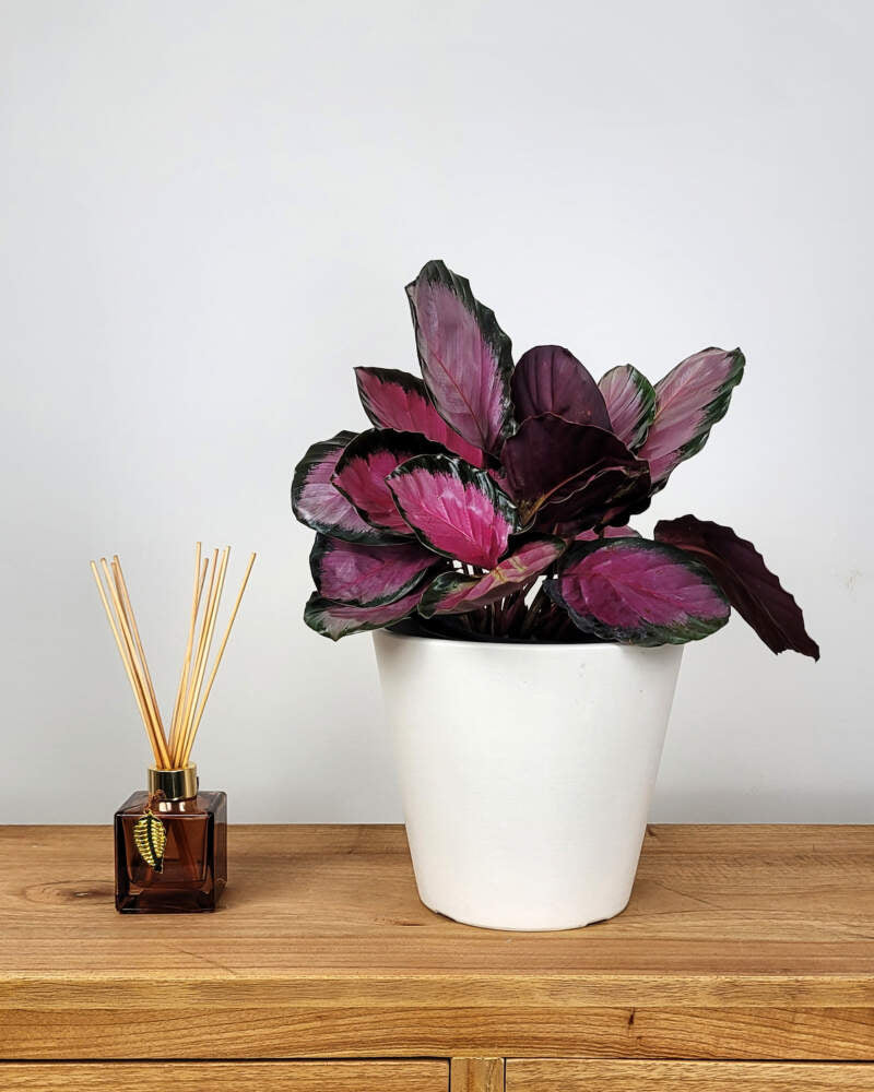 Calathea / Roseopicta 'Rosy'