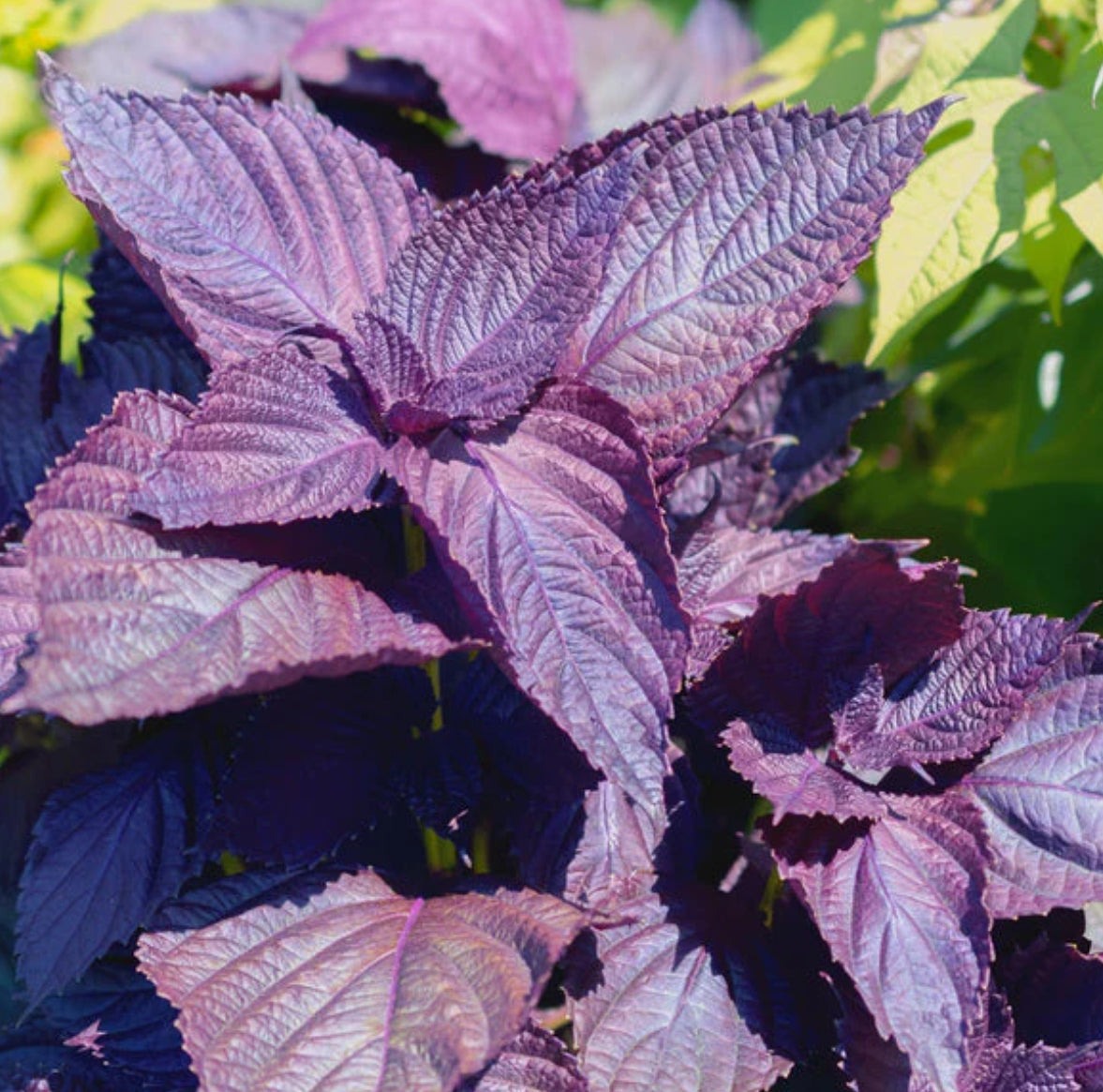 4” Shiso