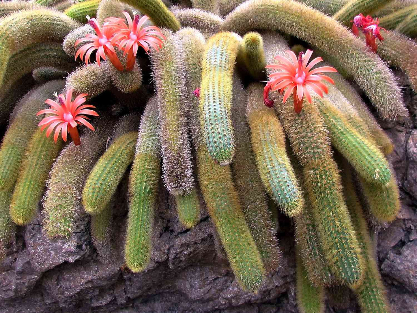 Cactus / Golden Monkey Tail