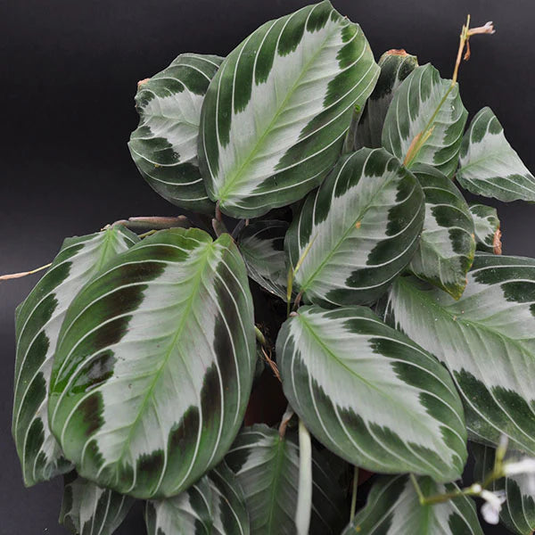 Maranta / Silver stripe