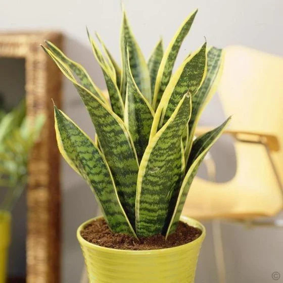 Snake Plant / Futura