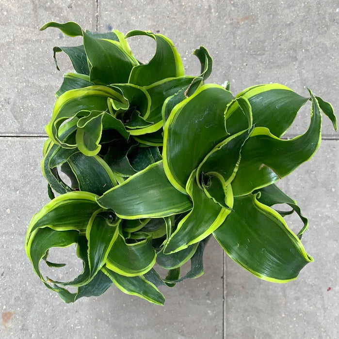 Dracaena / Florado