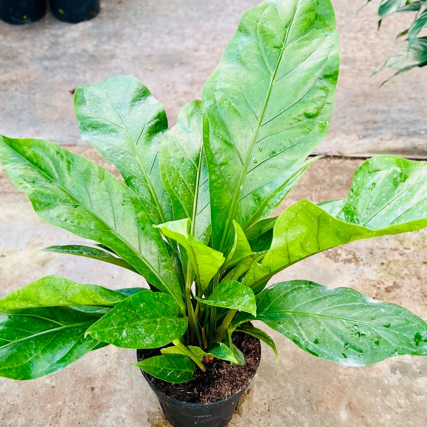 Anthurium / Jungle Bush