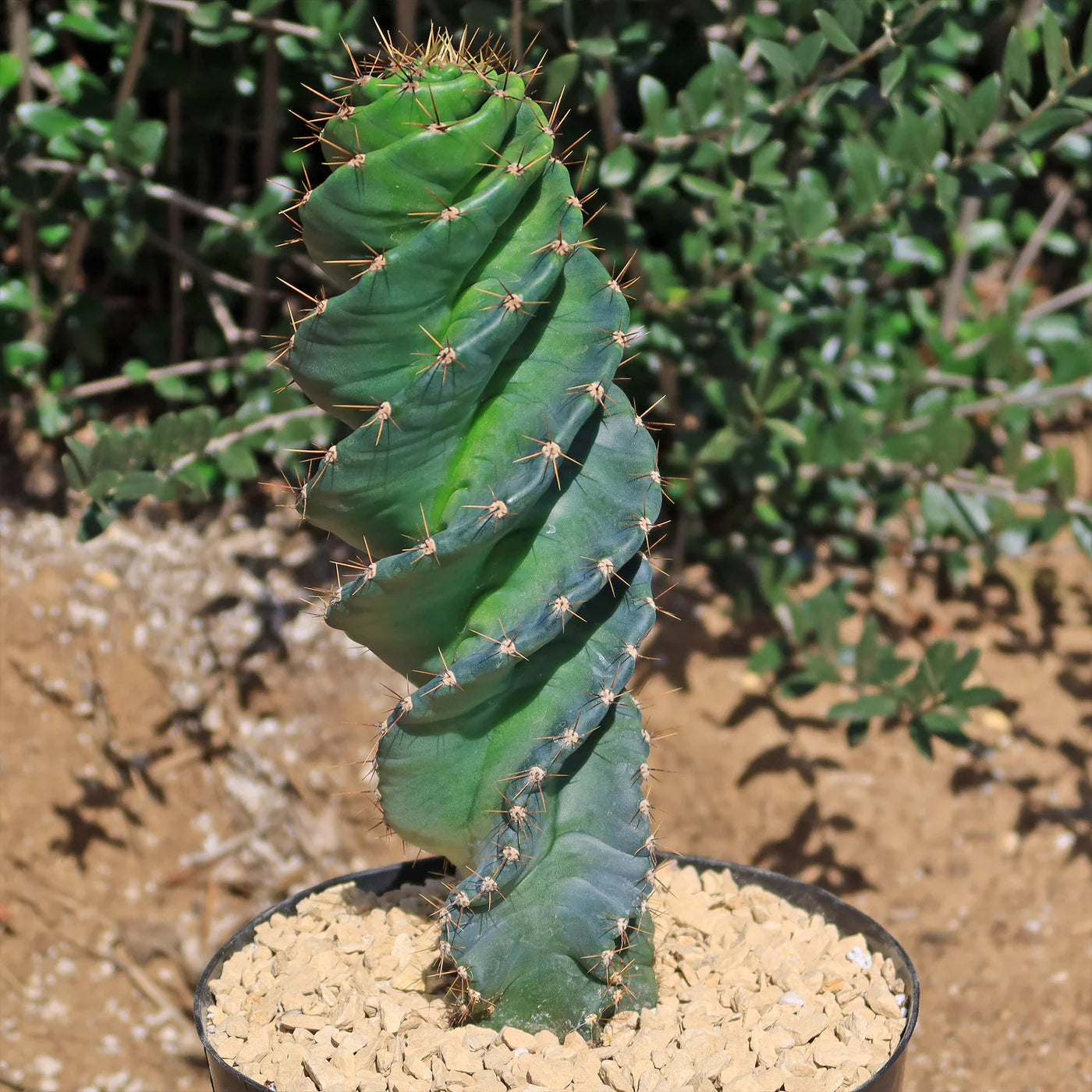 Cactus / Spiral