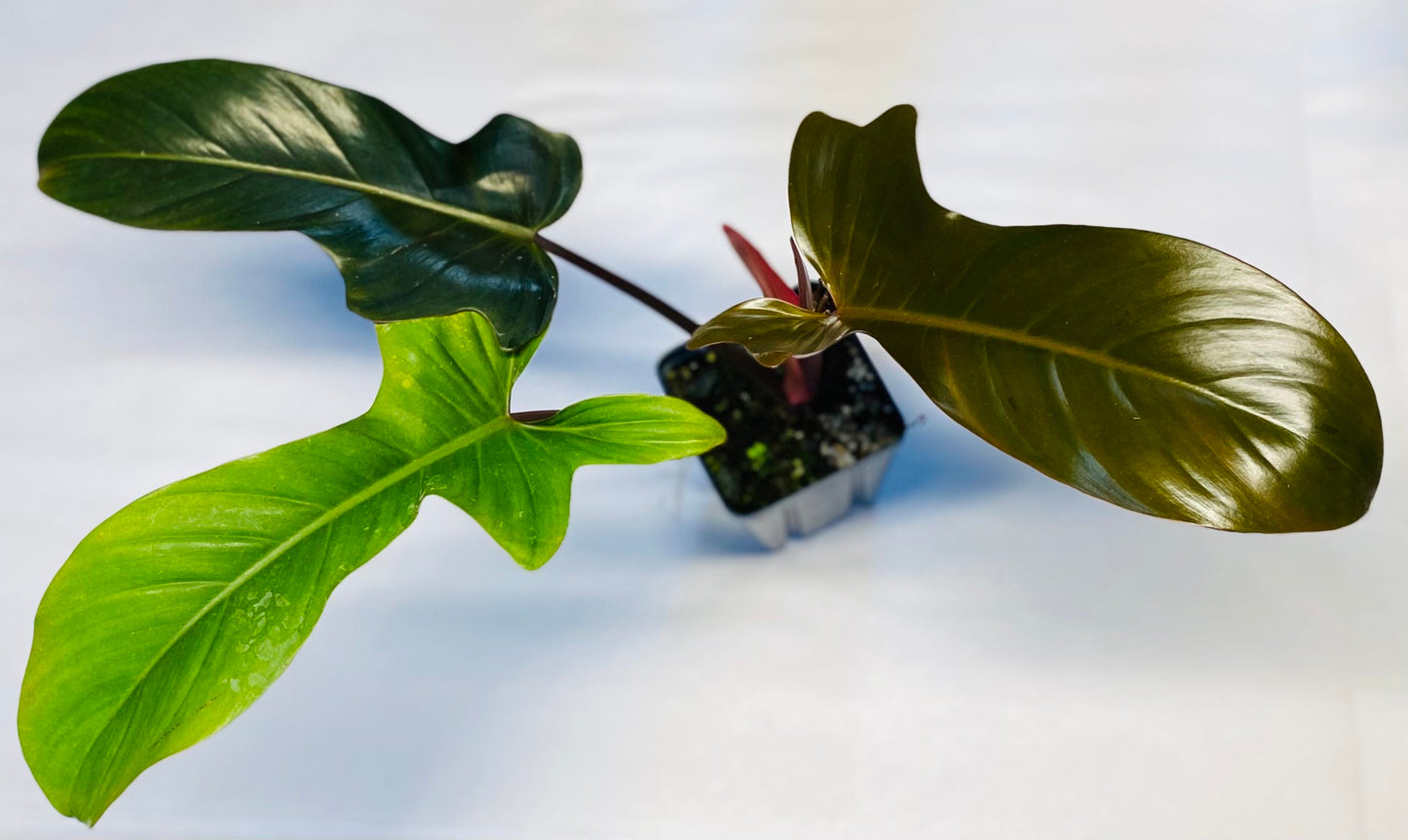 Philodendron / Florida Bronze