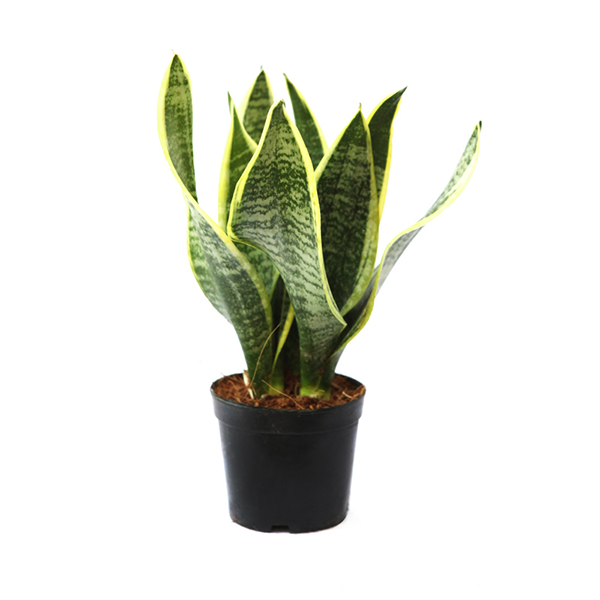 Snake Plant / Superba