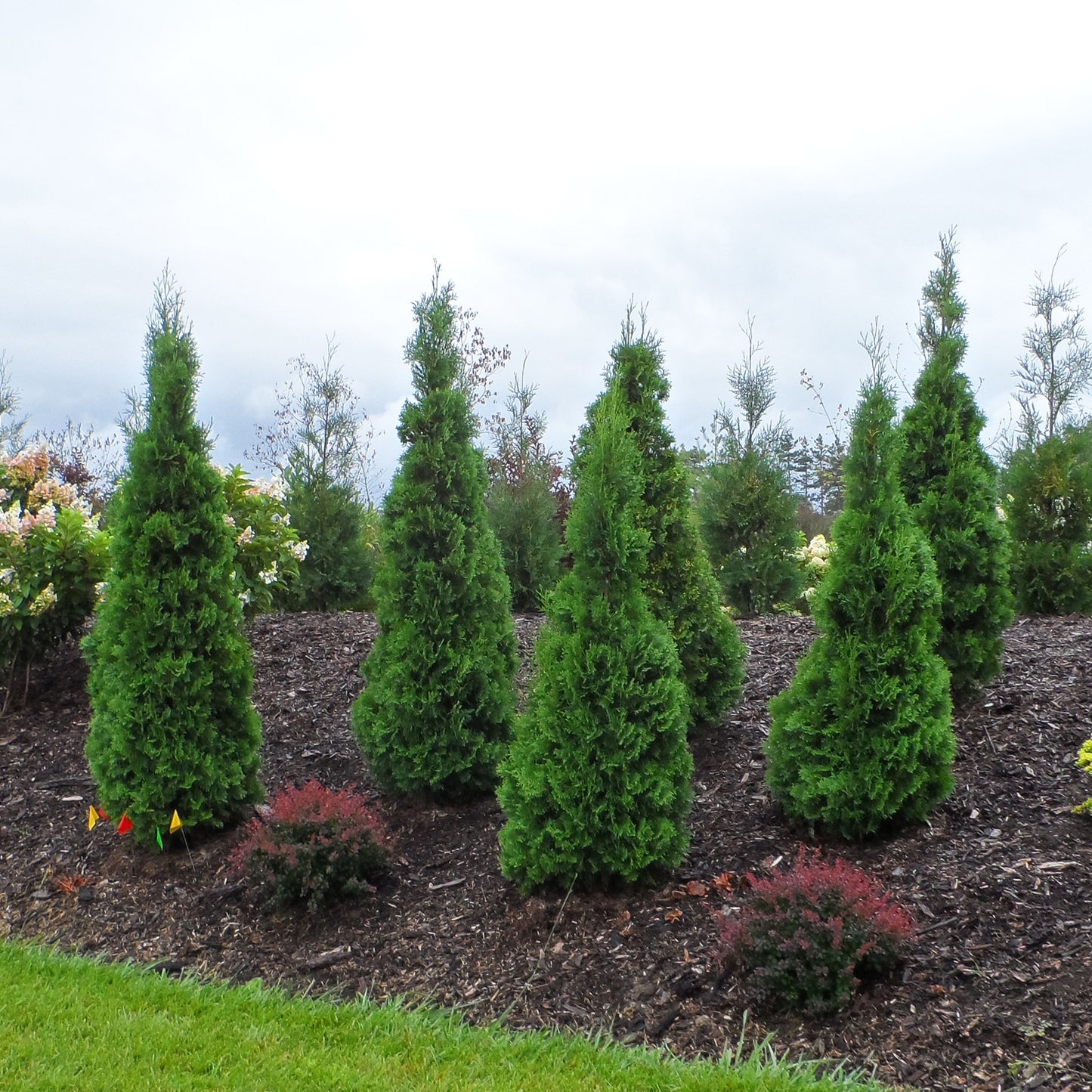 Arborvitae