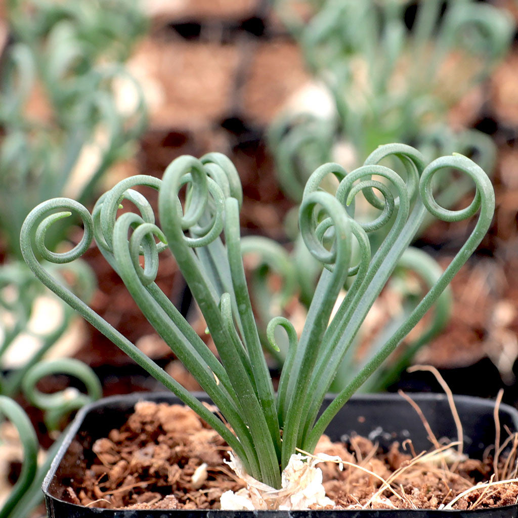 Albuca Spiralis / Frizzle Sizzle