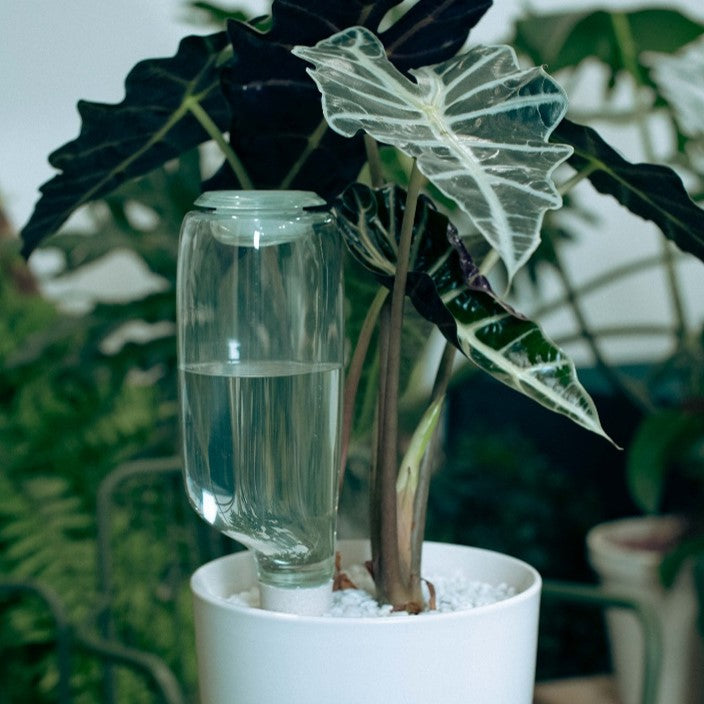 Cowbell Self-Watering Plant Care Kit