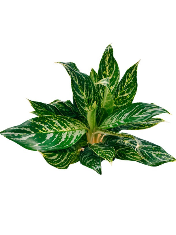 Aglaonema / Golden Bay