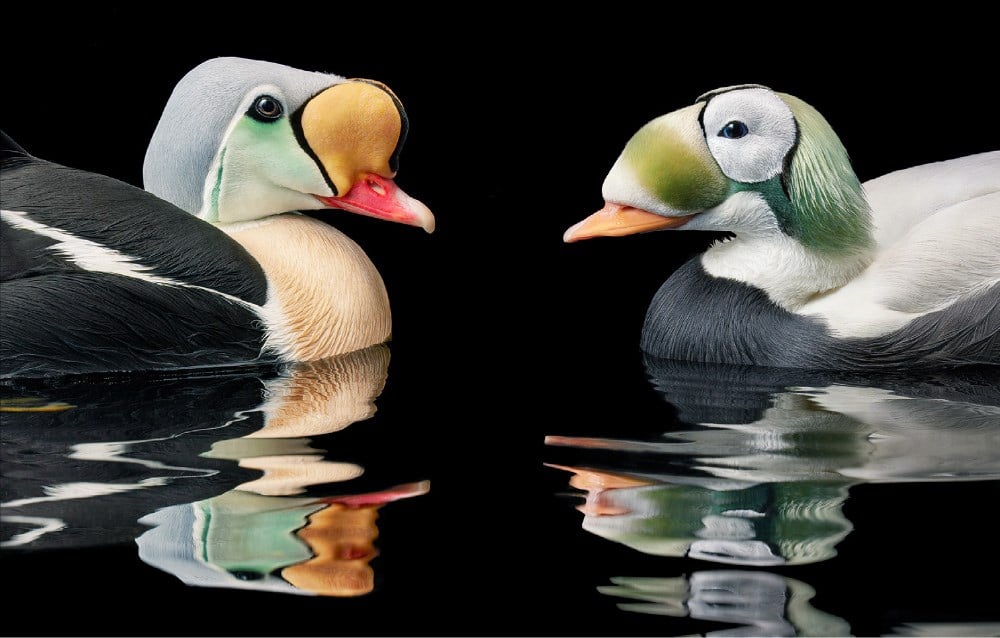 Birds by Flach