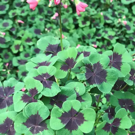 Oxalis / Iron Cross