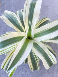 Dracaena - White Aspen