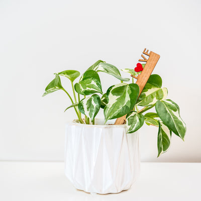 Celebration Plant Stake