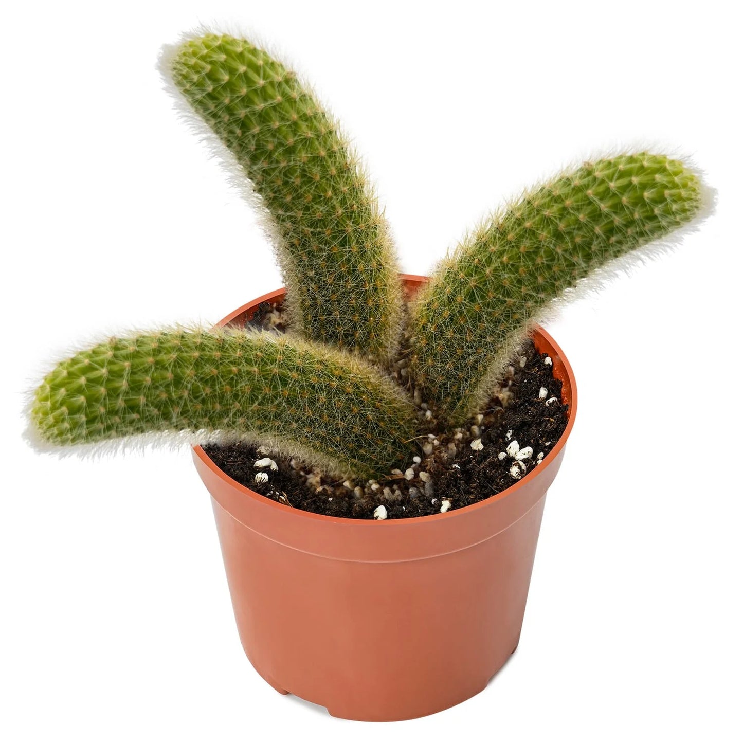 Cactus / Golden Monkey Tail