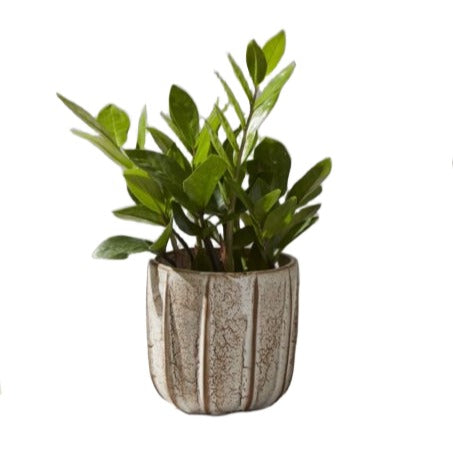 Richmond Pot