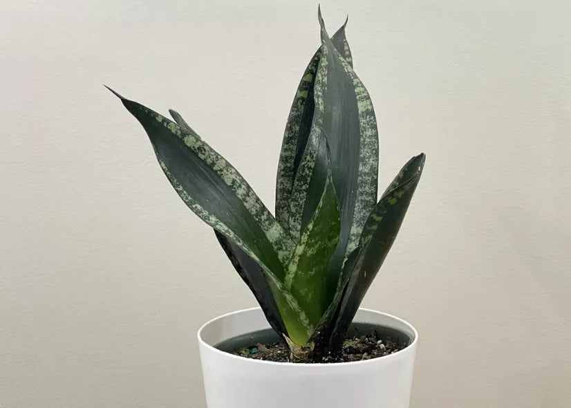 Snake Plant / Silver Flame