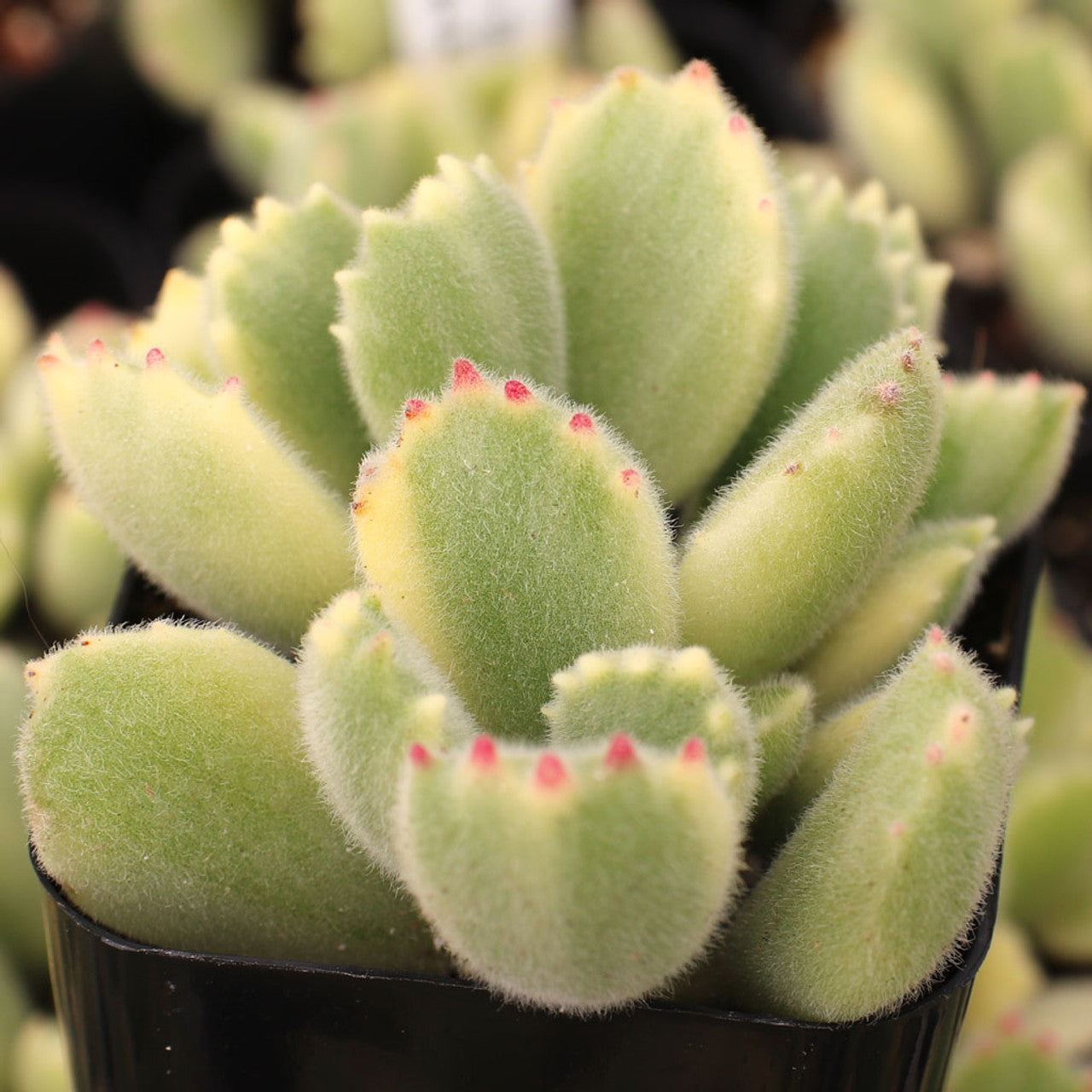 Bear Paw / Variegated