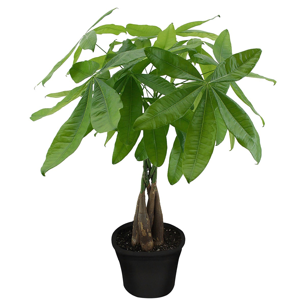 Pachira Aquatica / Money Tree