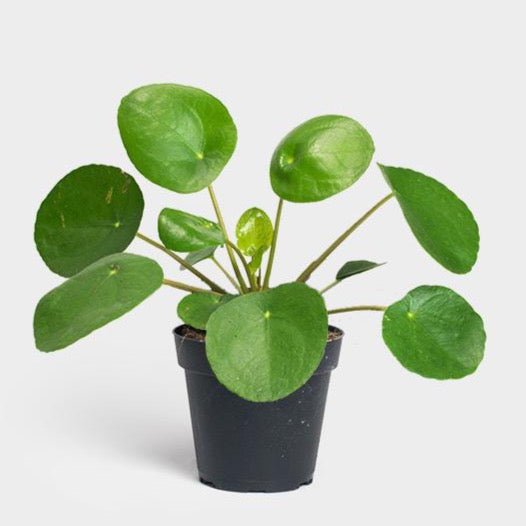Pilea peperomioides