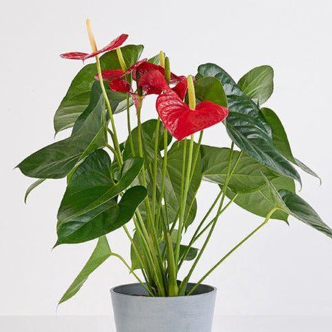Anthurium flamingo