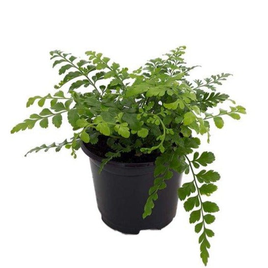 Austral Gem Fern