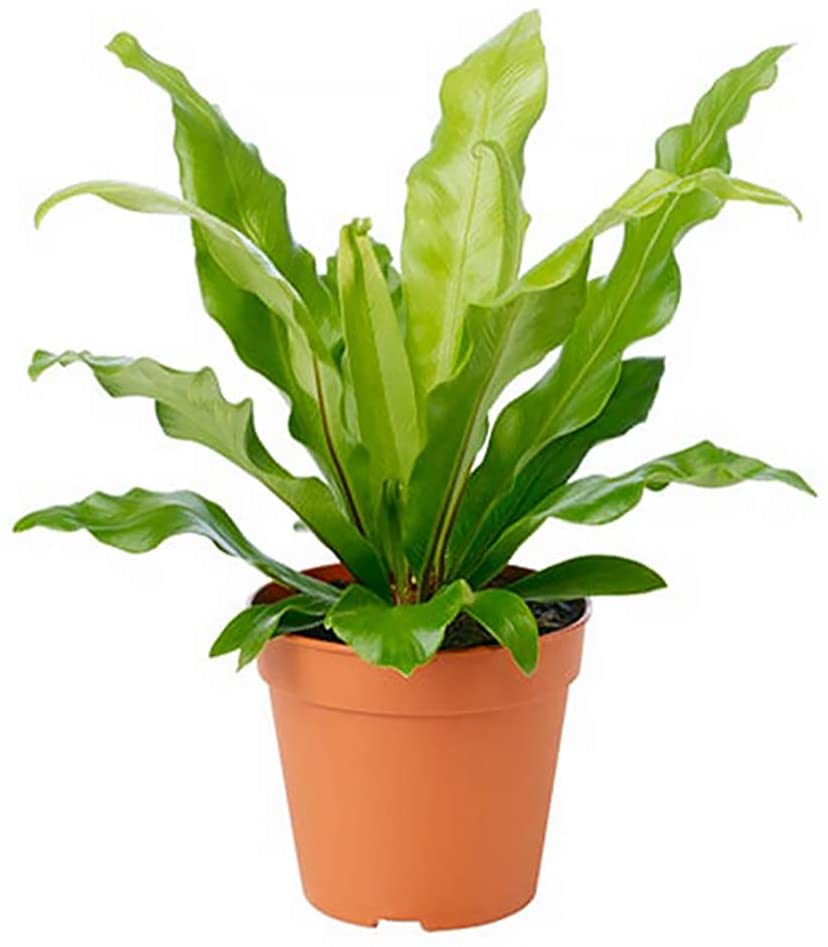 Birdsnest Fern