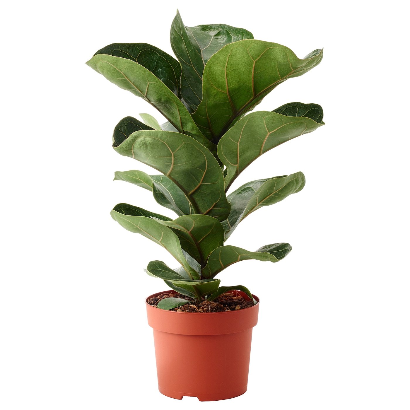 Ficus / Lyrata "Fiddle Leaf Fig"