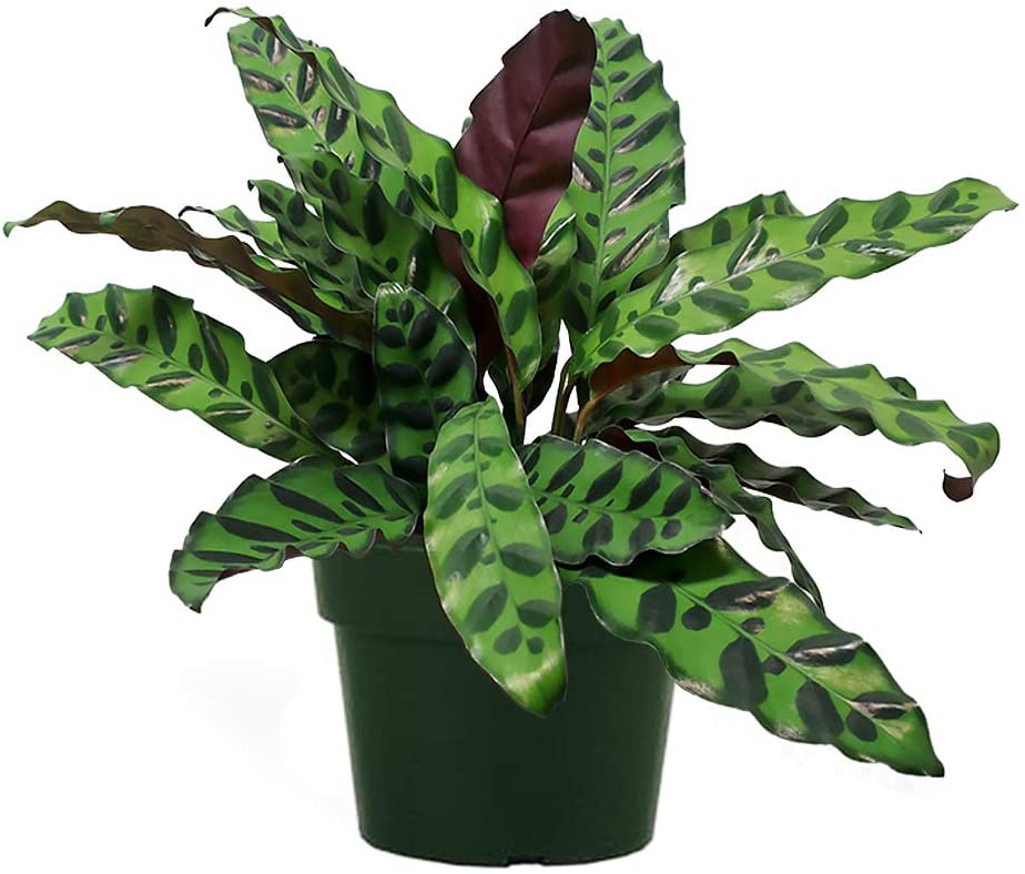 Calathea / Lancifolia