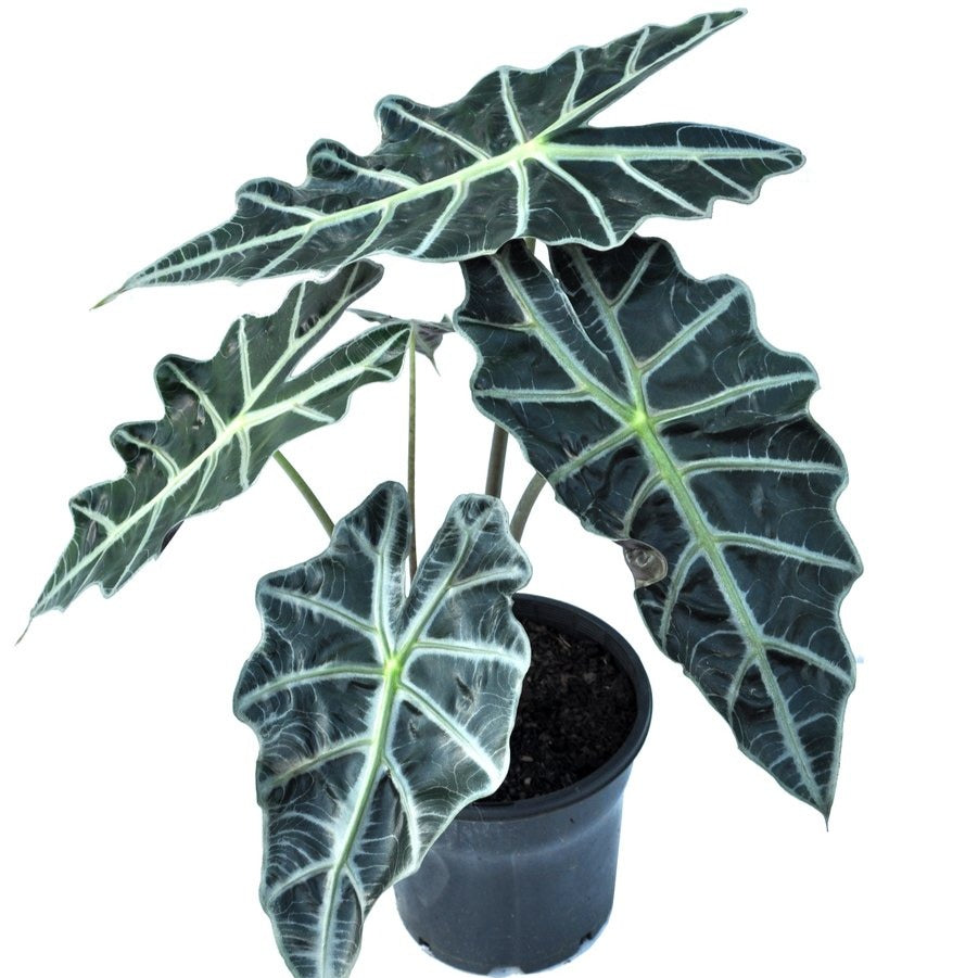 Alocasia / Polly