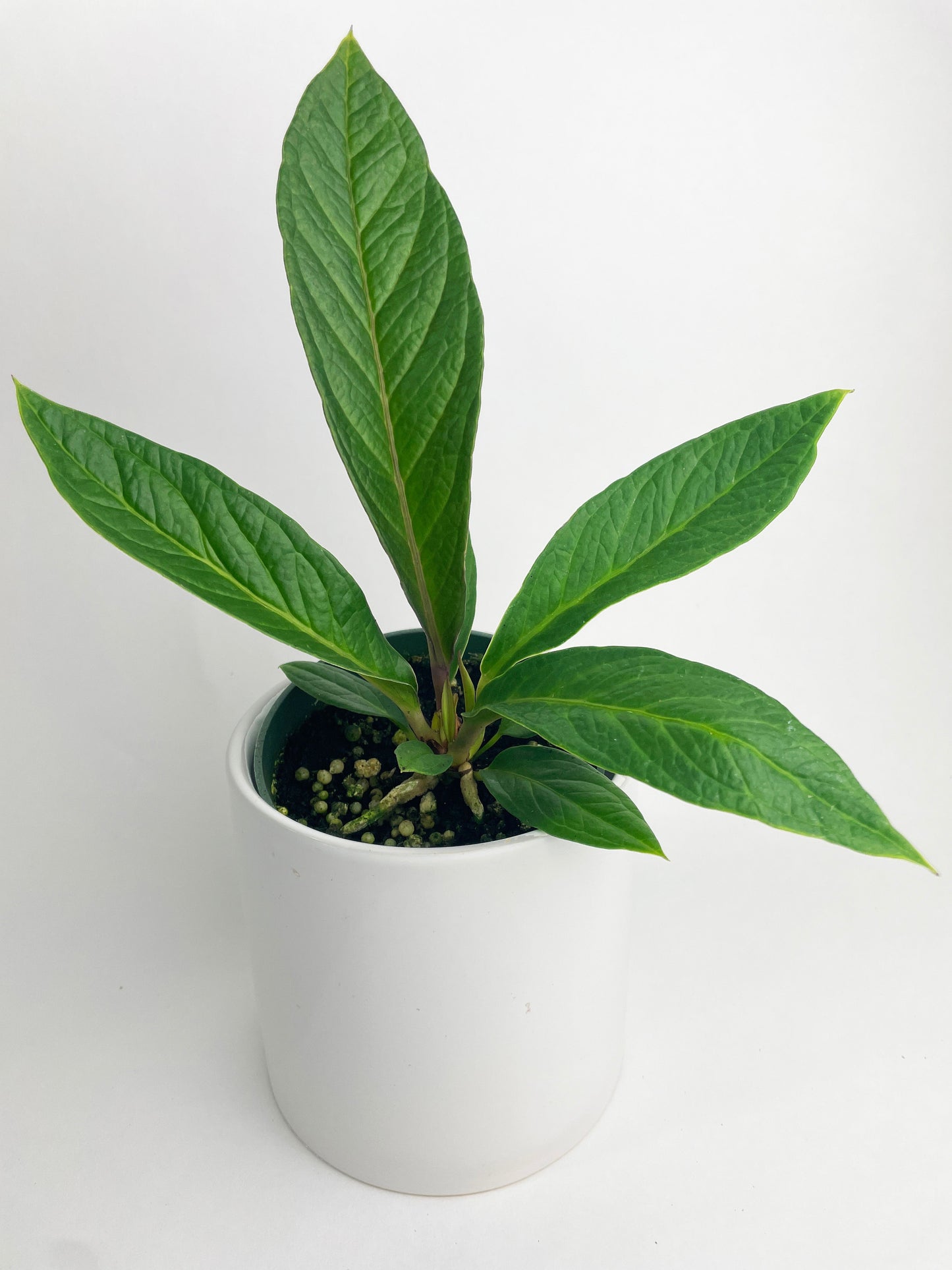 Anthurium