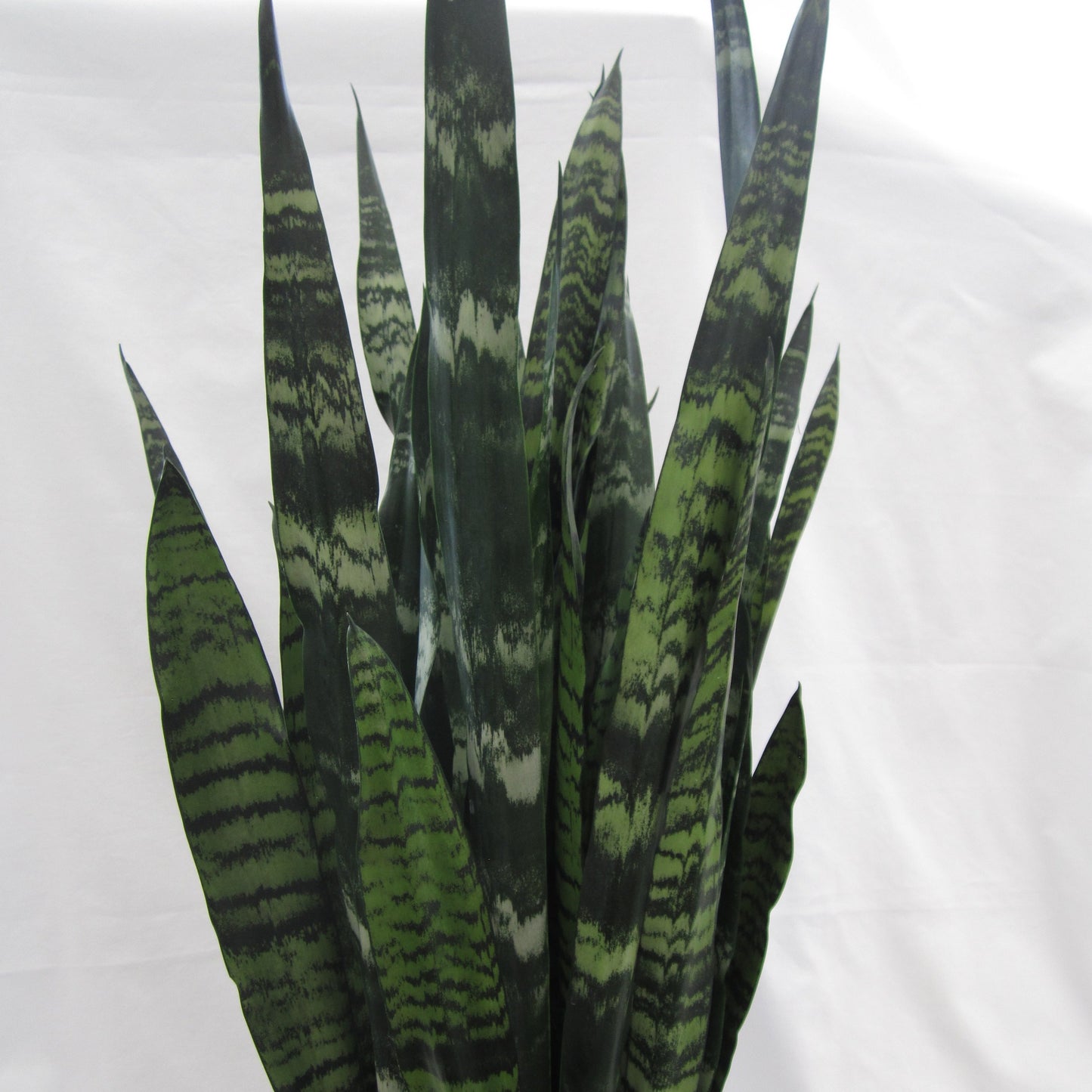 Snake Plant / Black Coral