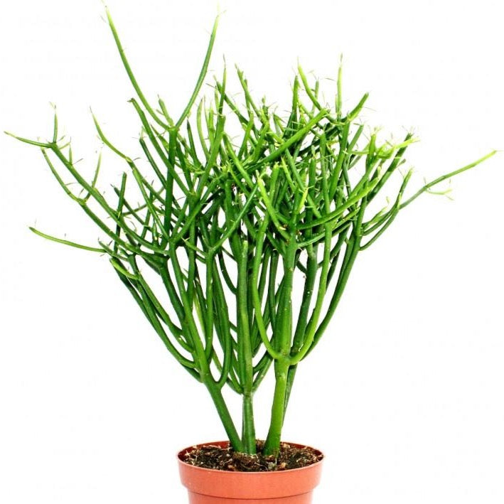 where to buy pencil cactus Pencil Cactus – TERRACE