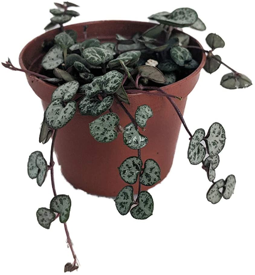 String of Hearts