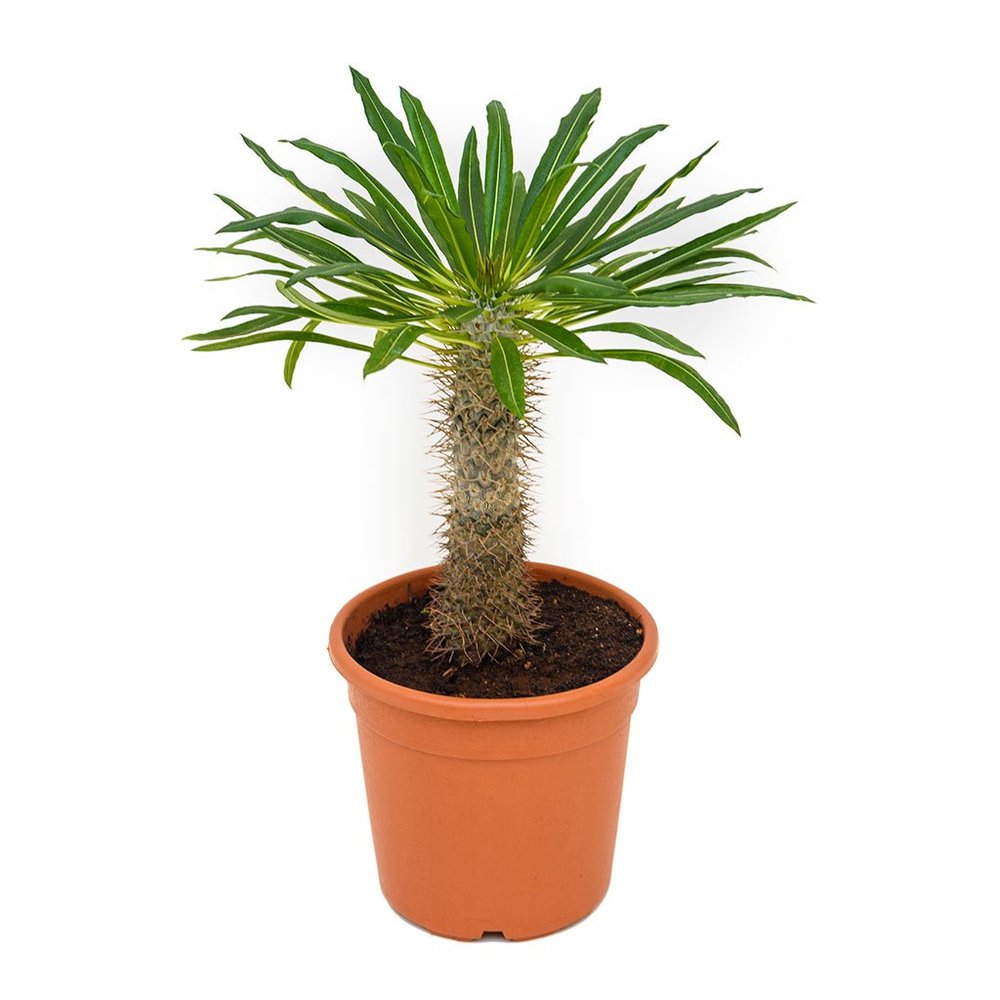 Pachypodium