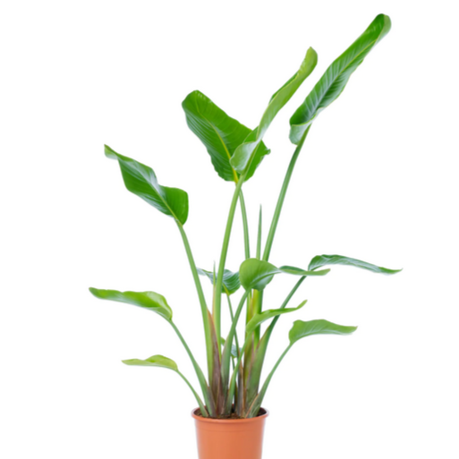 White Bird of Paradise