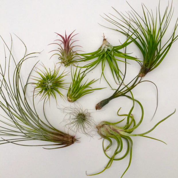 Air Plant / Tillandsia