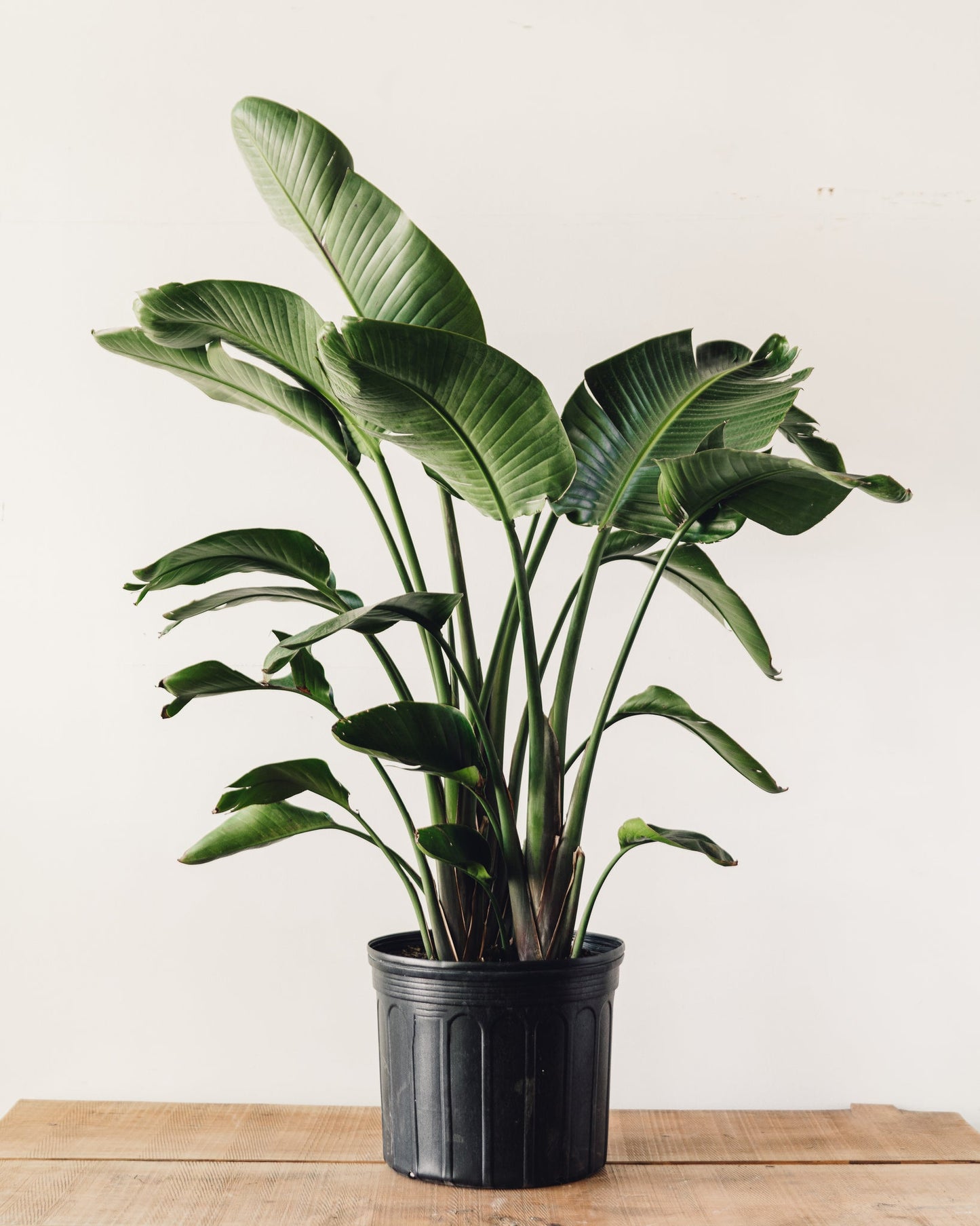 White Bird of Paradise