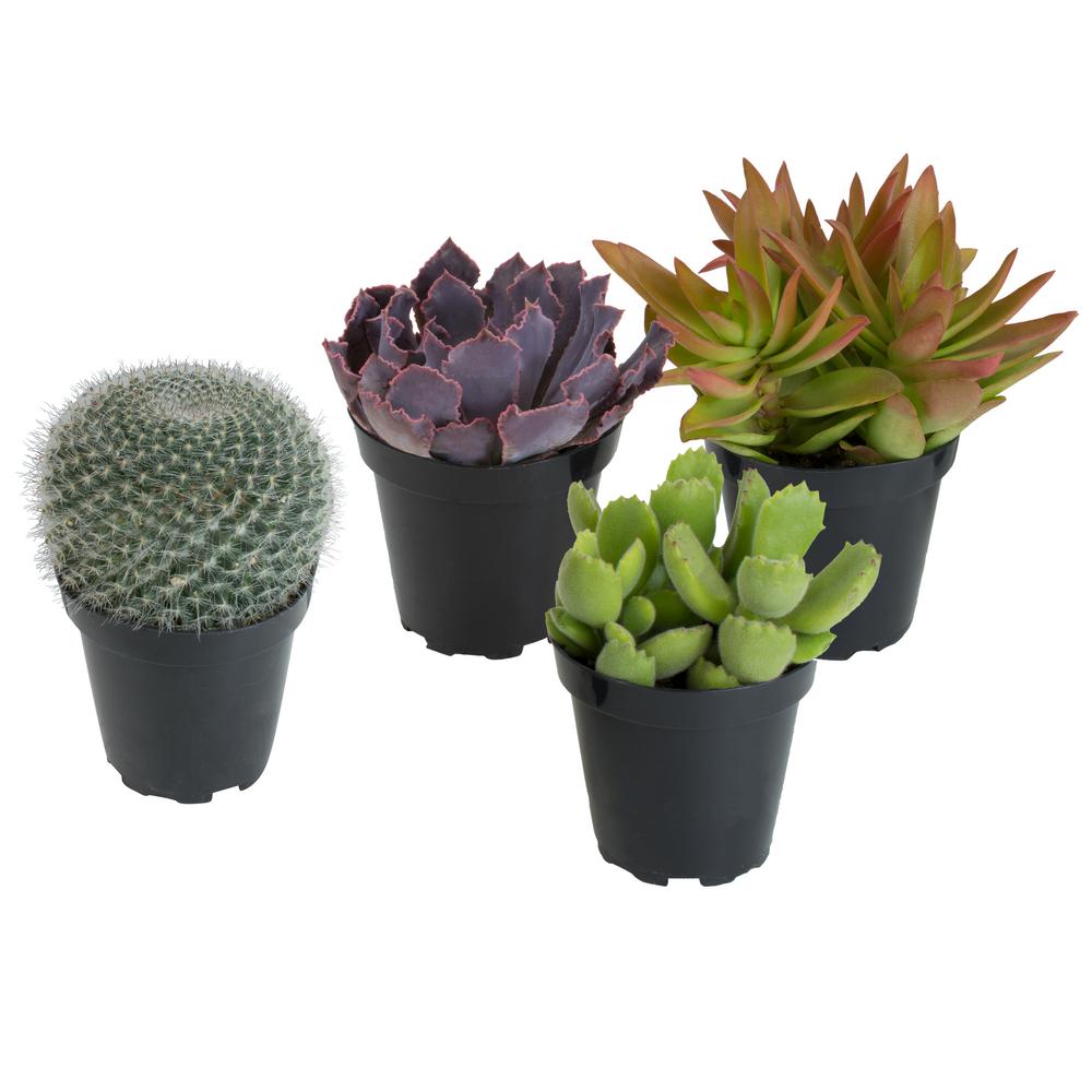 Cactus & Succulents