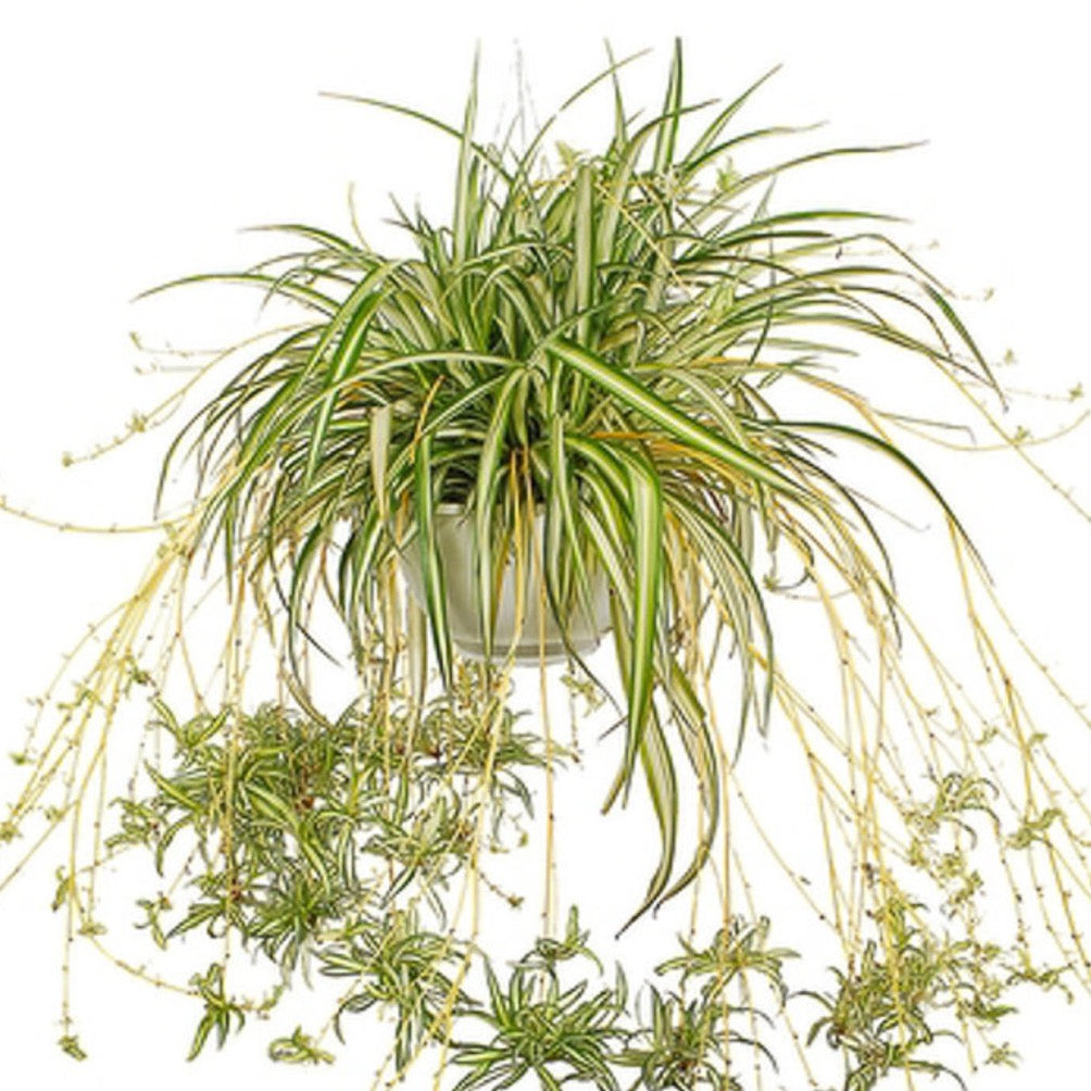 Spider Plant