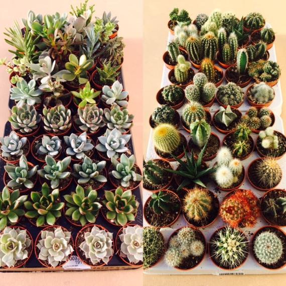 Cactus & Succulents
